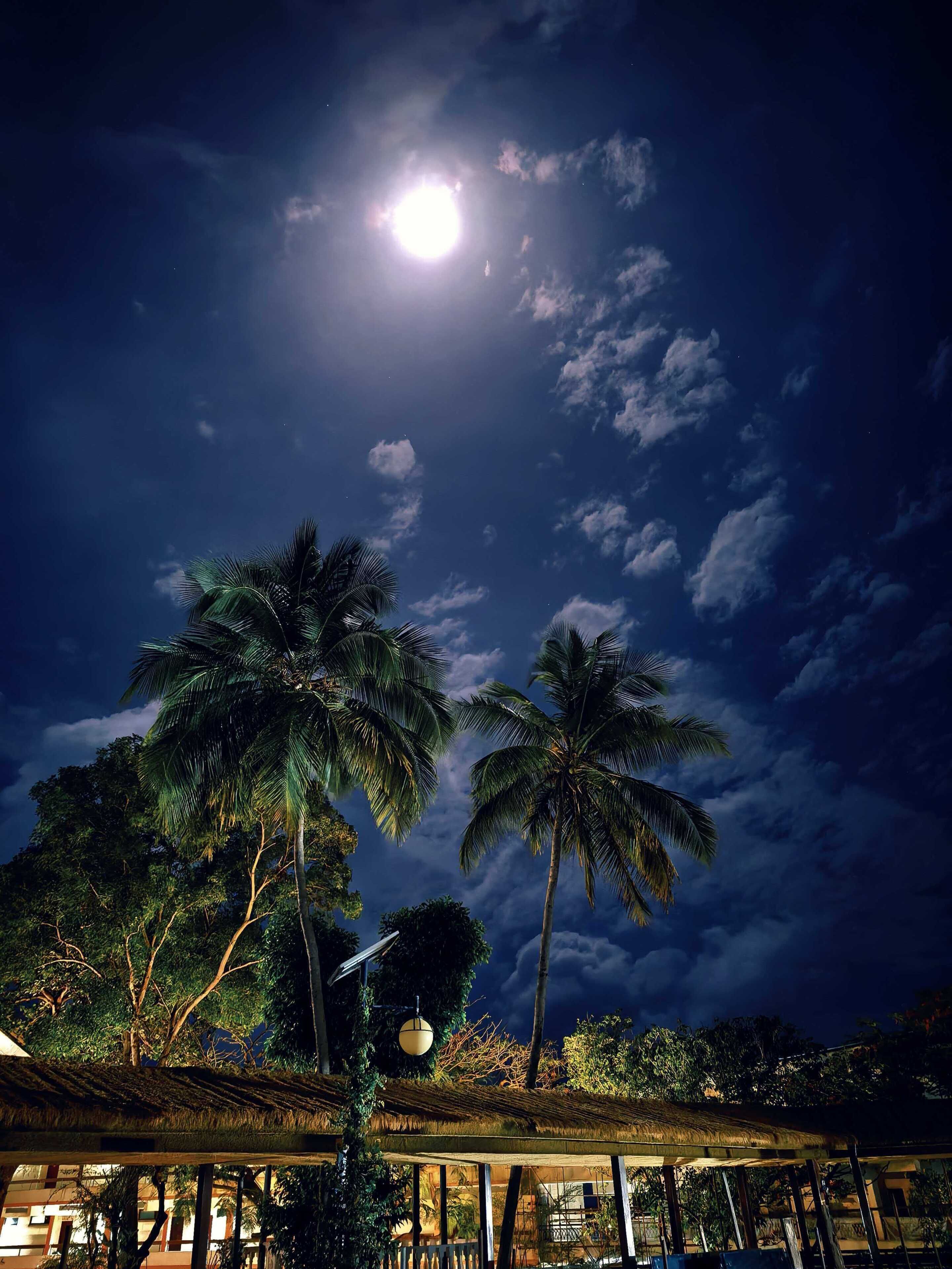 A night scene with a full moon, palm trees, and a thatched-roof structure.