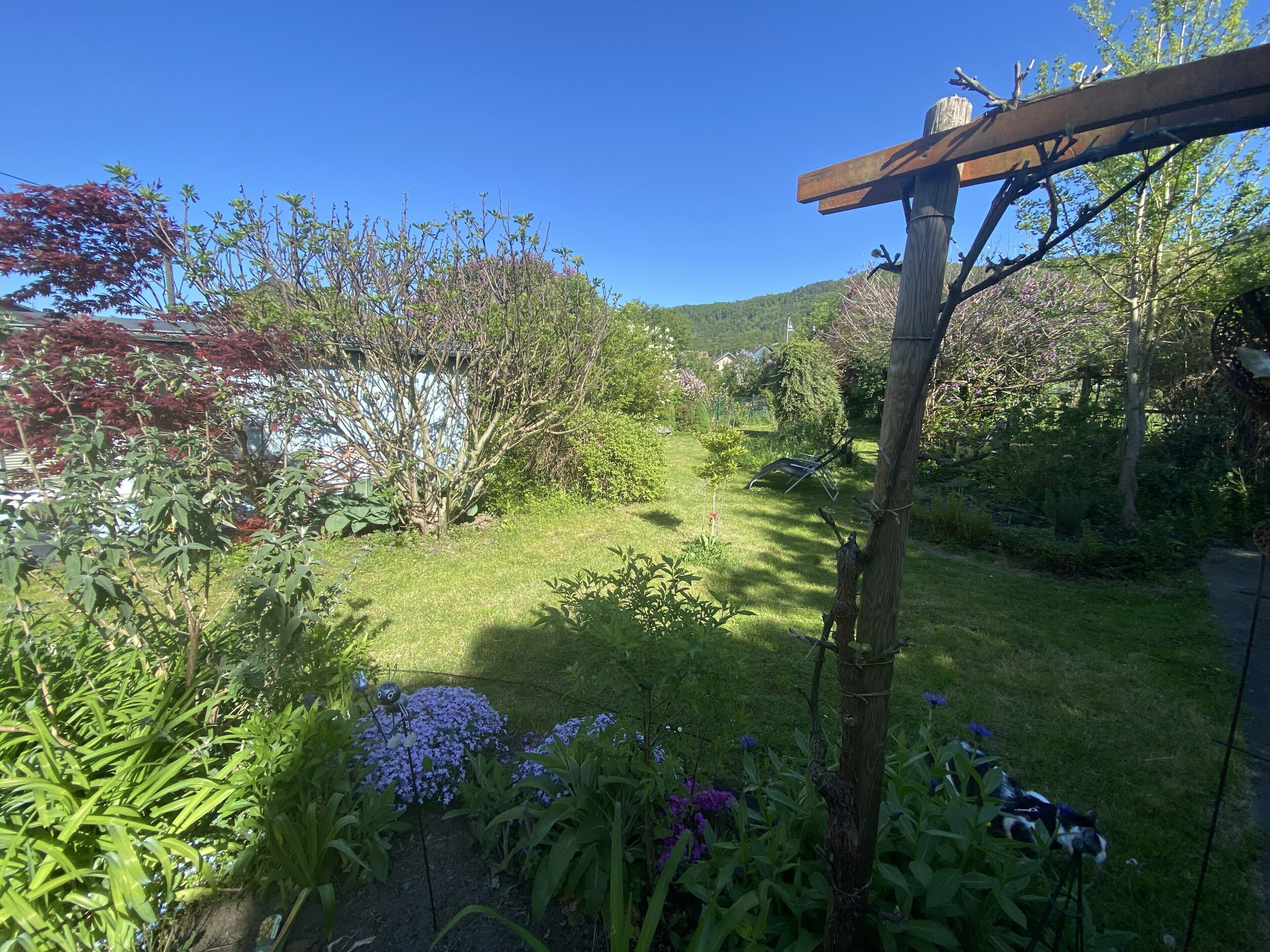 A garden with various plants and a wooden pergola.