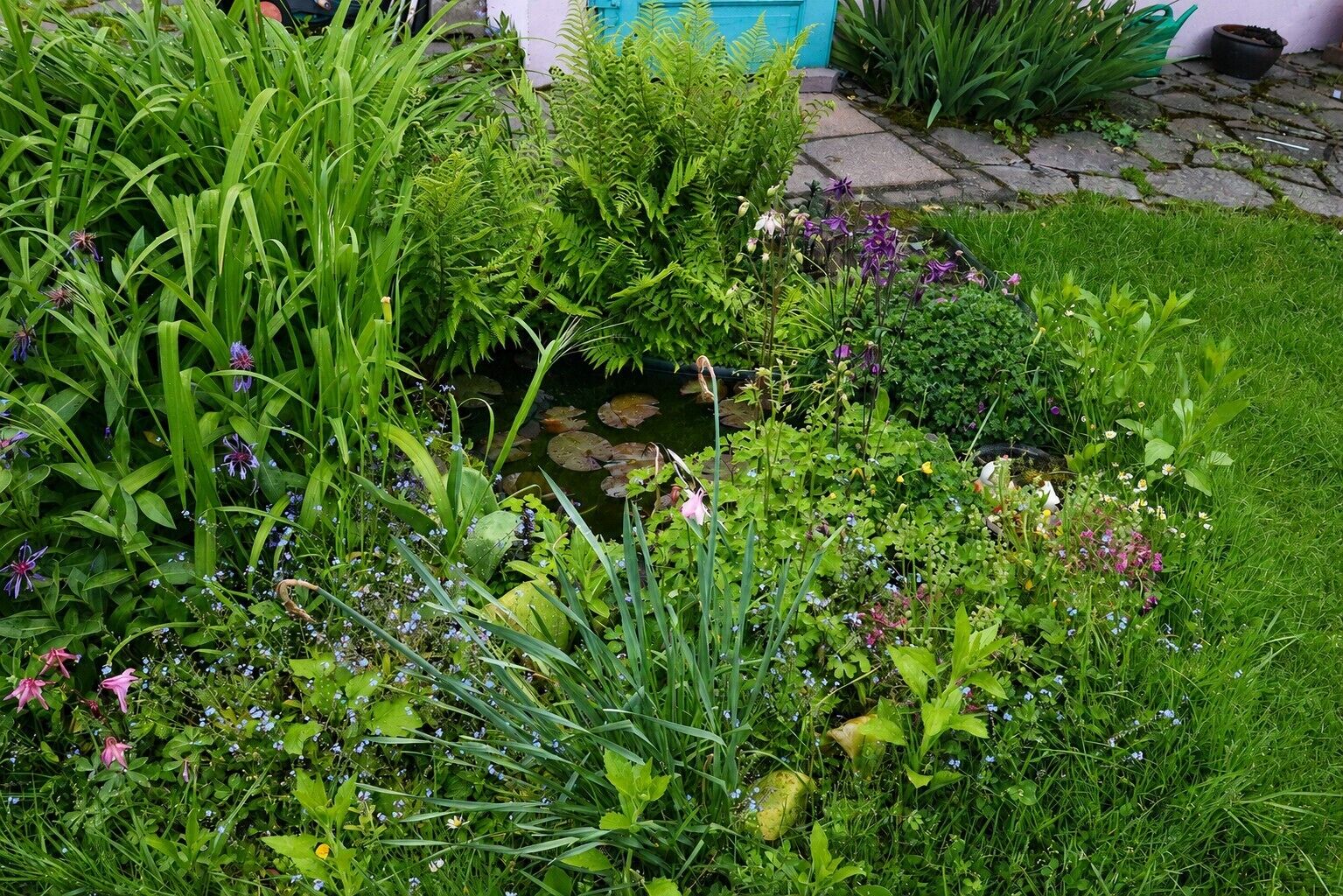 Un jardin avec un étang, différentes plantes et des fleurs.