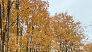 Una casa rodeada de un bosque con hojas otoñales.