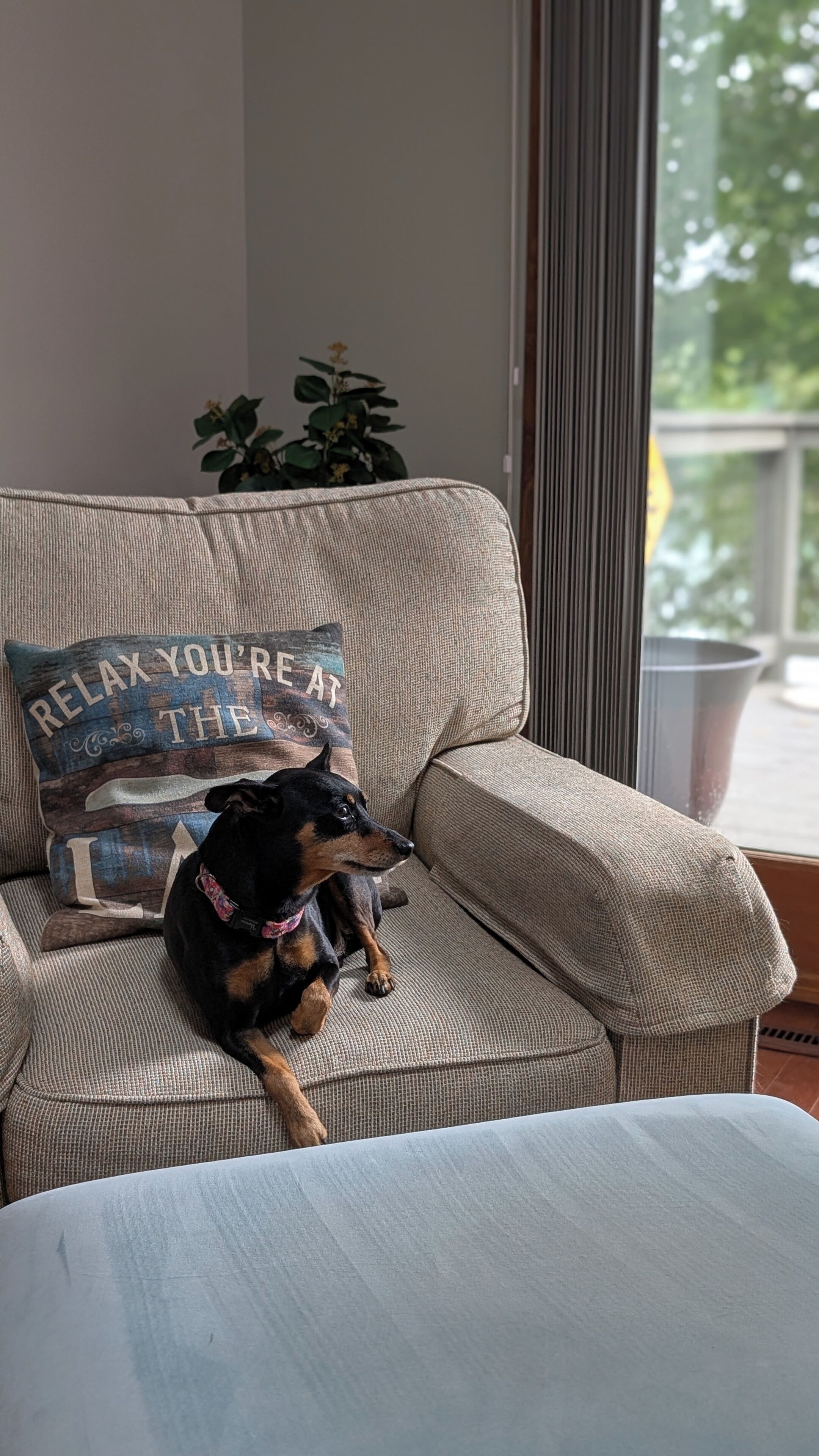 A dog lying on a beige sofa with a pillow that reads "RELAX YOU'RE AT THE I AM" and a small plant in the background.