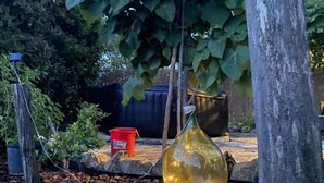A garden with a hanging light fixture, a red bucket, and a black pot.