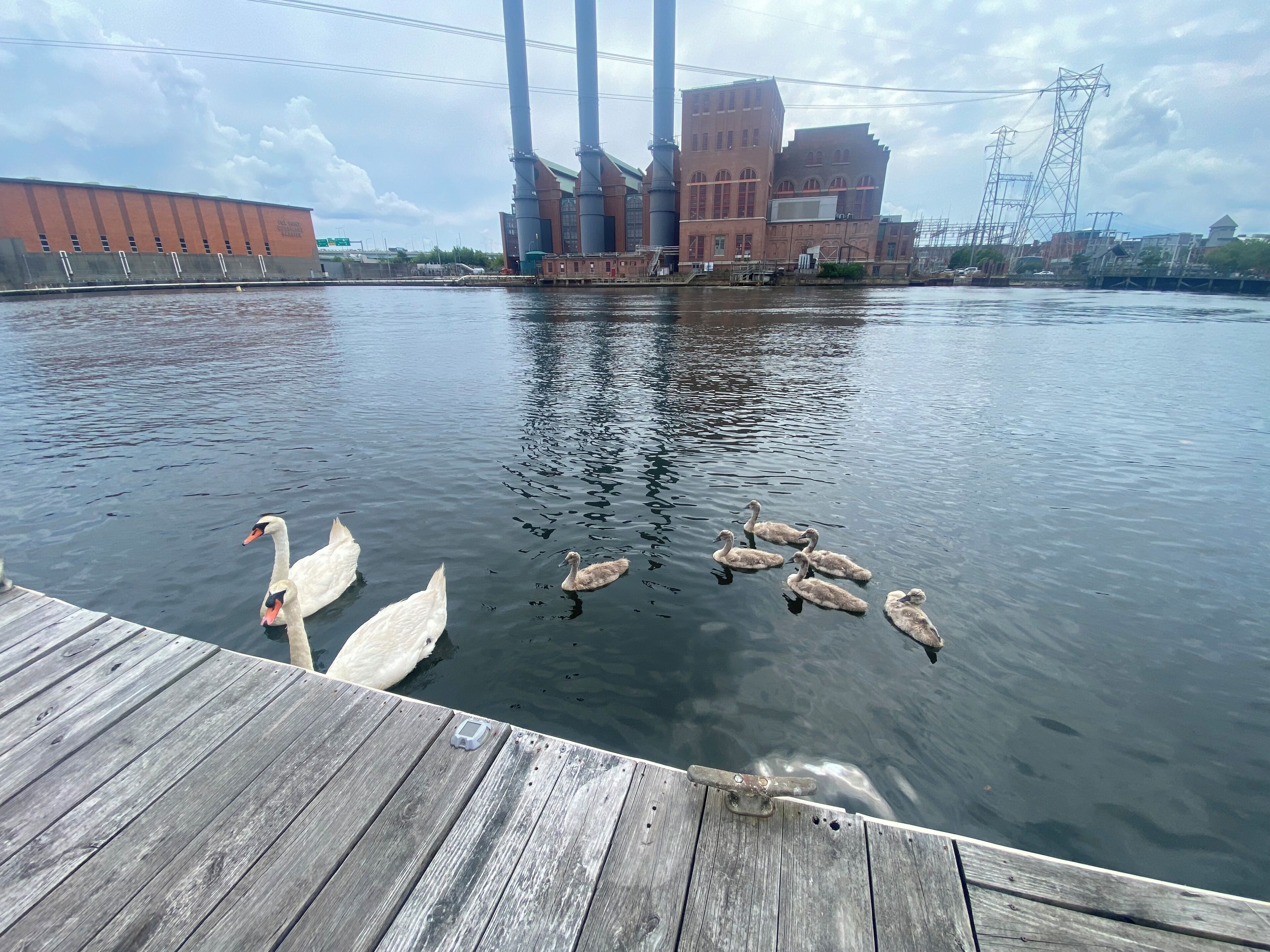 A wooden dock extending into a calm body of water with swans and ducks swimming nearby. In the background, there is a large industrial building with multiple chimneys and a brick structure.