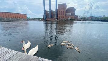 A wooden dock extending into a calm body of water with swans and ducks swimming nearby. In the background, there is a large industrial building with multiple chimneys and a brick structure.