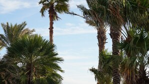 Un camino pavimentado bordeado por altas palmeras y plantas de agave, que conduce a un edificio distante.