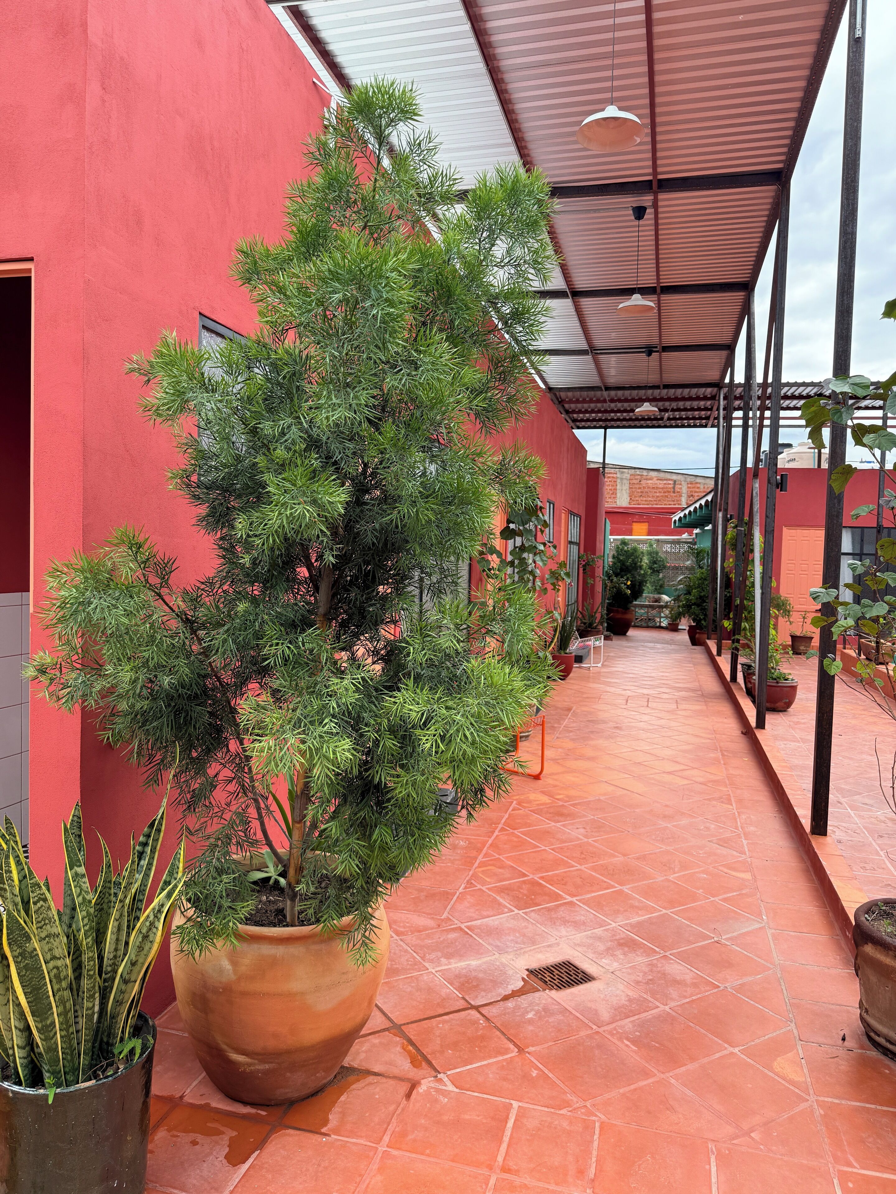 Photo - Ginger Banana Hostel