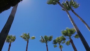 Tall palm trees against a clear blue sky.