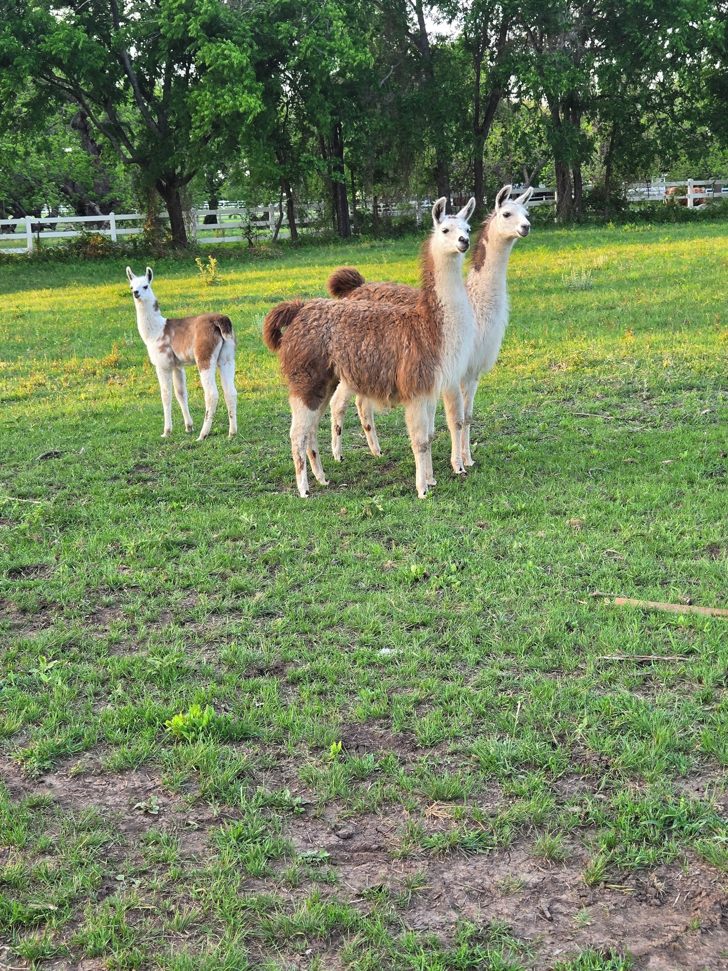 Un champ herbeux où se trouvent trois lamas.