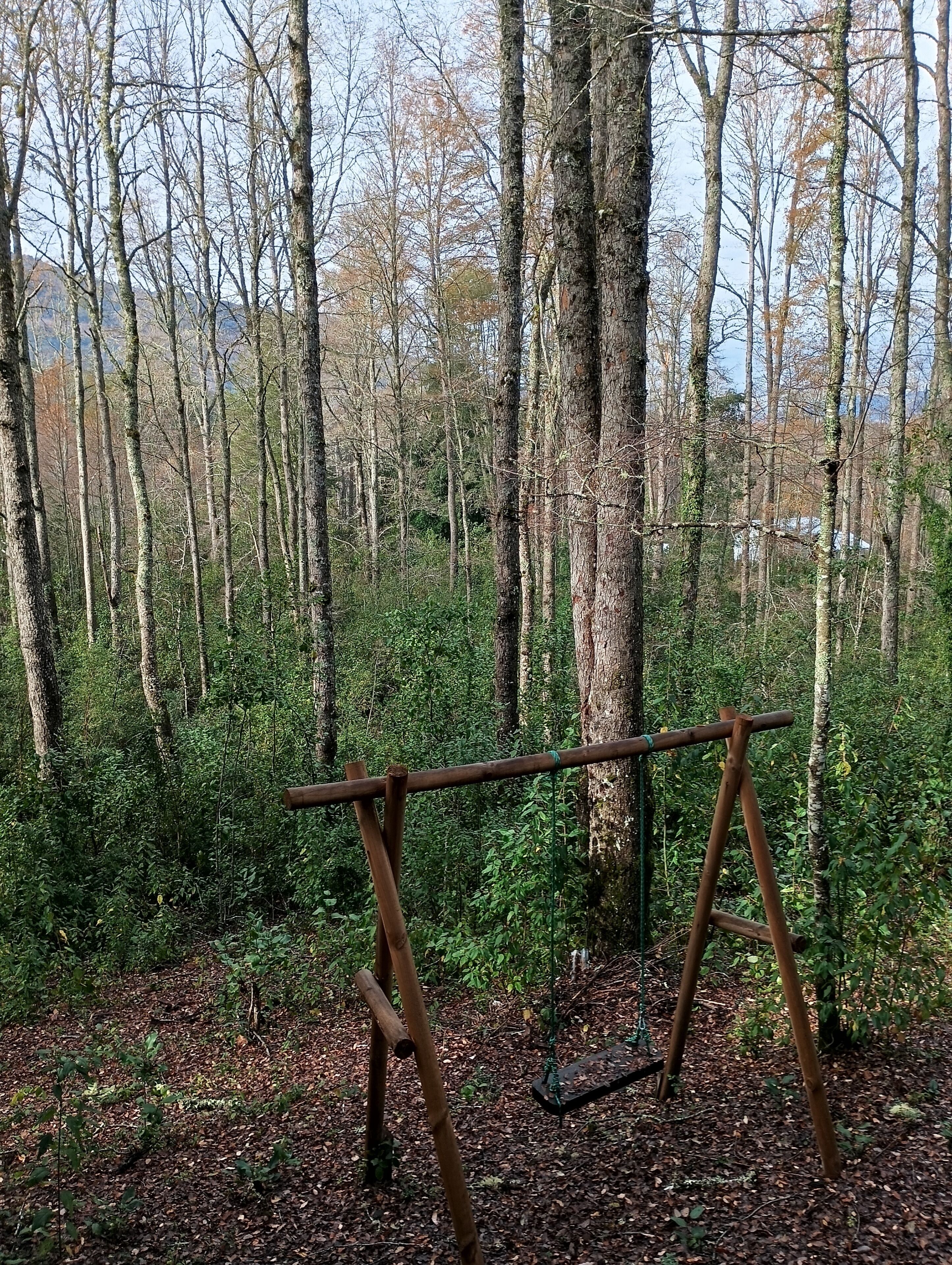 Un bosco con un'altalena di legno in primo piano.