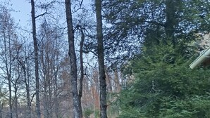 A forested area with tall trees and a dirt path. - El roble cabins (Caburgua)