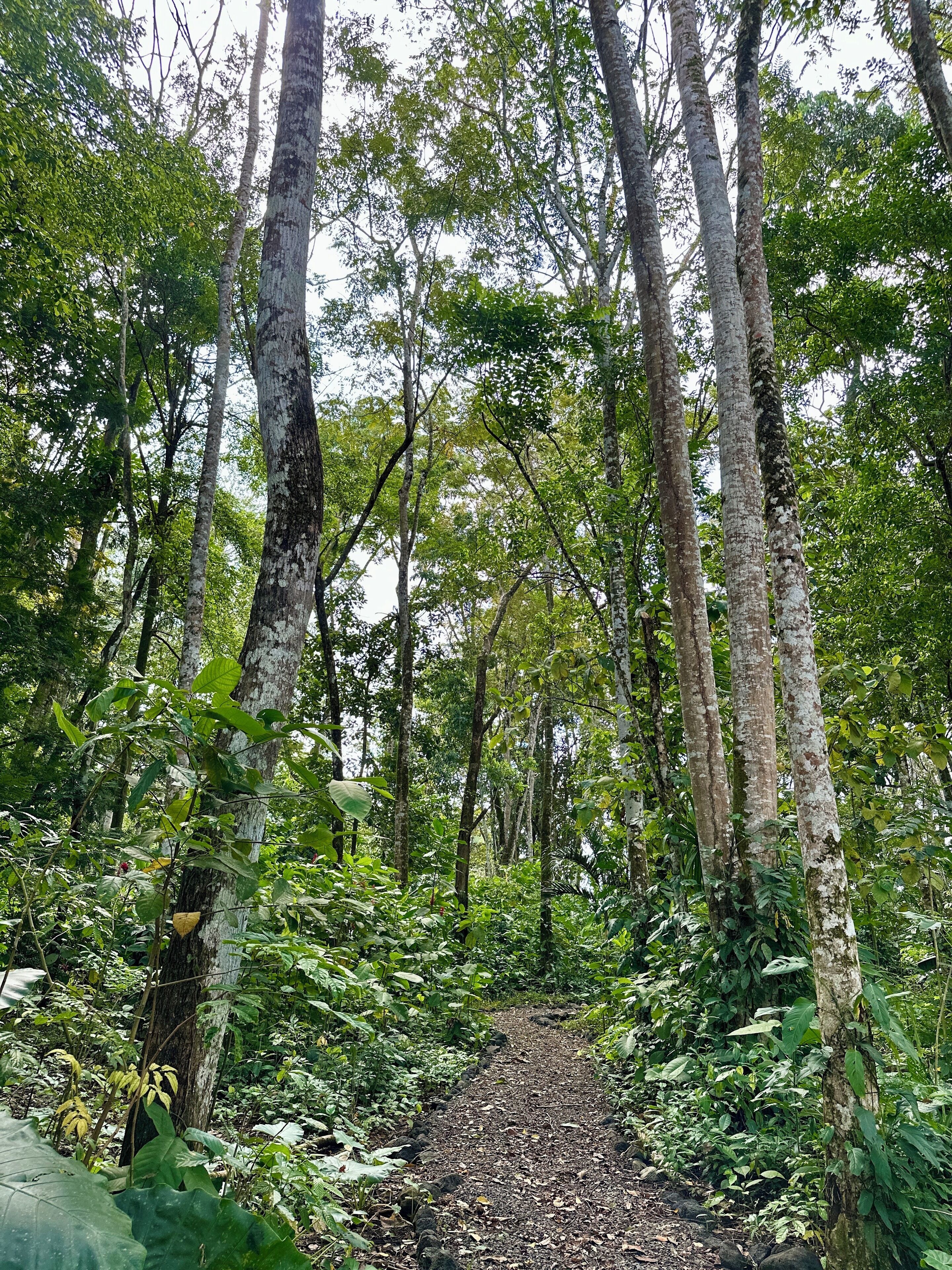 Un sendero en el bosque rodeado de árboles altos y follaje denso.