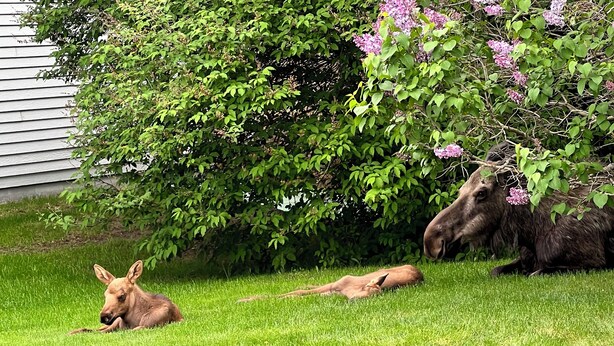 A grassy area with two moose resting under a tree. - 3 Bedroom - Creek Access Alaskan Blackstone Retreat (Anchorage)