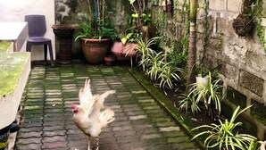 Une cour avec une poule, des plantes en pot et un mur de pierre.