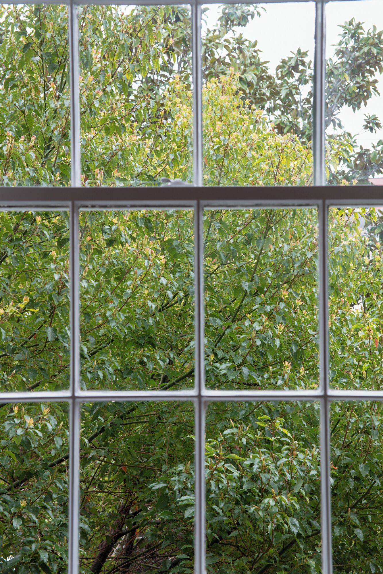 A window with a grid pattern, through which dense green foliage is visible.