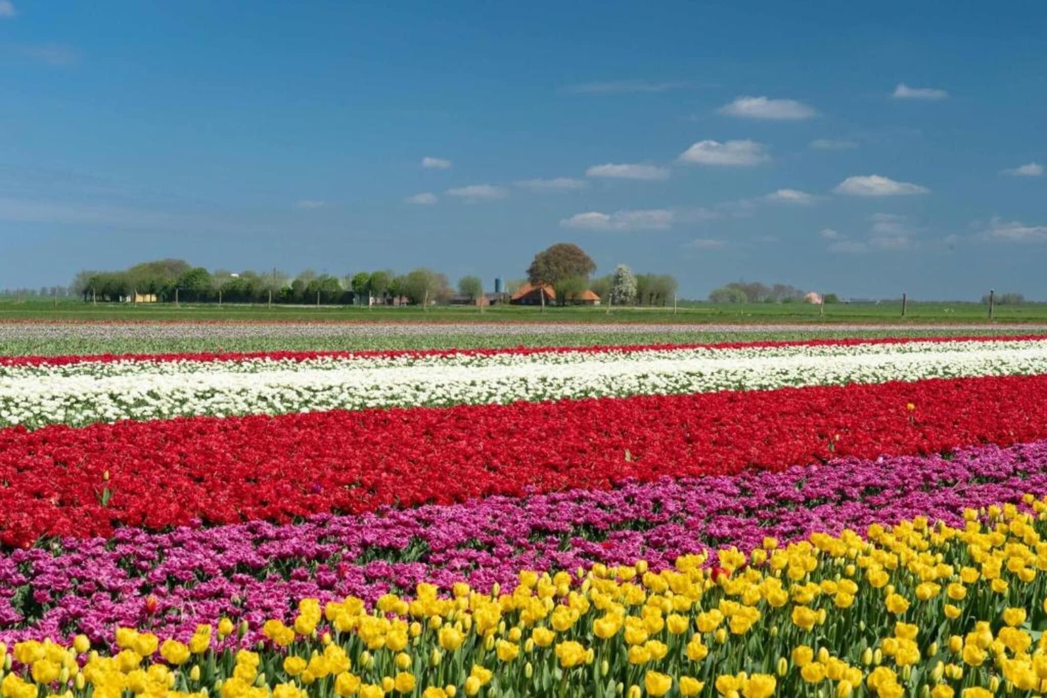 Un camp de tulipes de diferents colors.
