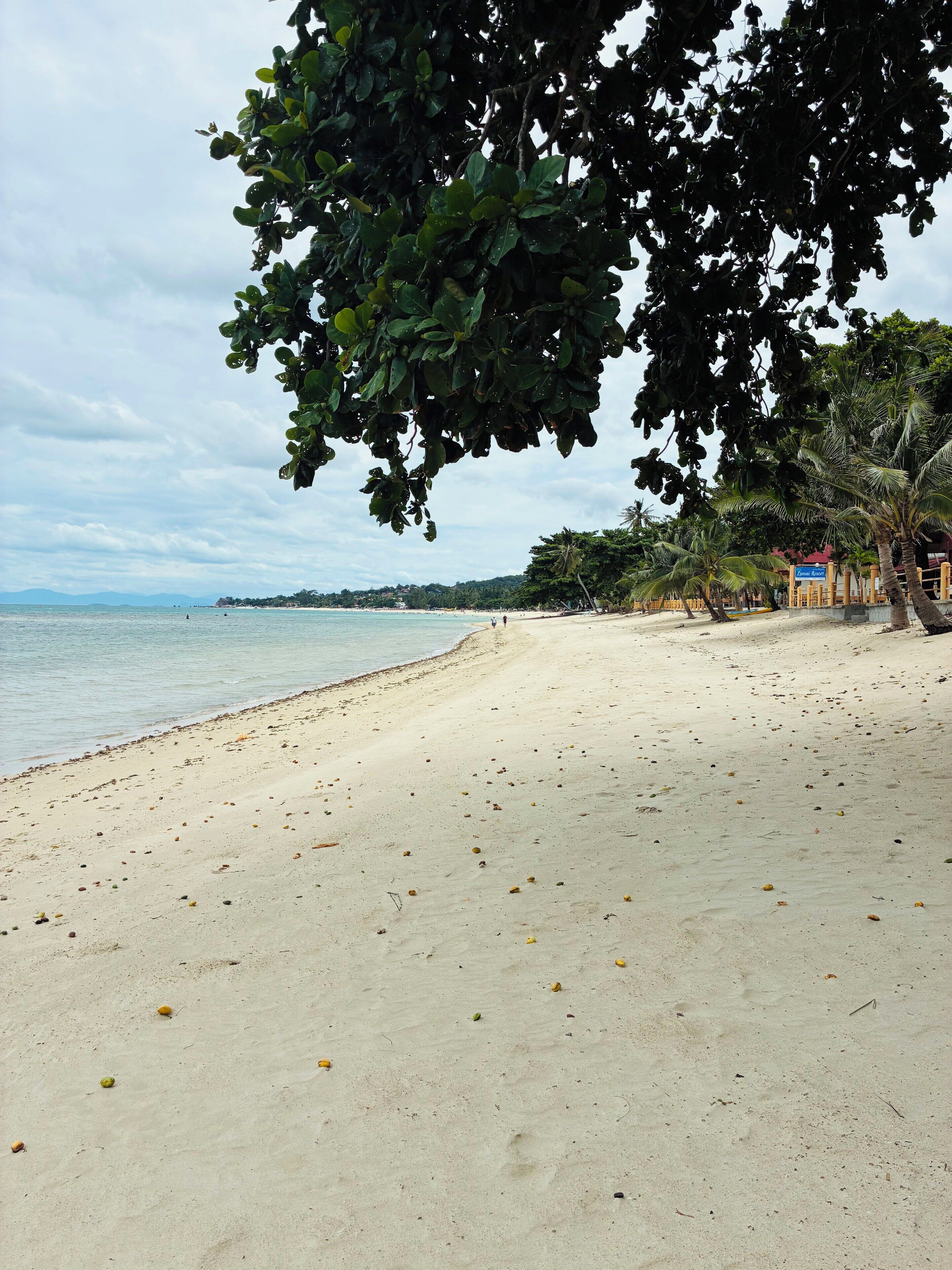 Une plage avec un rivage sablonneux, des palmiers et une ligne d’horizon lointaine.