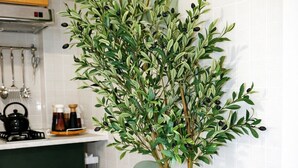 A potted olive tree in a terracotta pot next to a green chair in a kitchen with white tiled walls, a wooden cabinet, and a stainless steel range hood. - Apartment Mari&Lucio-Metro Basilica S.Paolo, 4 stops to Colosseum, 15min Termini (Roma)