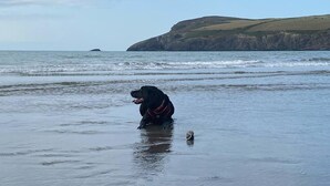 Un chien sur une plage, avec une falaise rocheuse en arrière-plan.