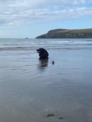 Beach - Romantic dog friendly 1-bedroom cottage in Pembrokeshire countryside (Crymych)