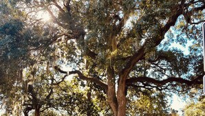 A sign reading "Oglethorpe Square" in a park with trees and grass. - Charming 1-bedroom condo that sleeps 4 in enchanting Savannah on Historic Square (Savannah)