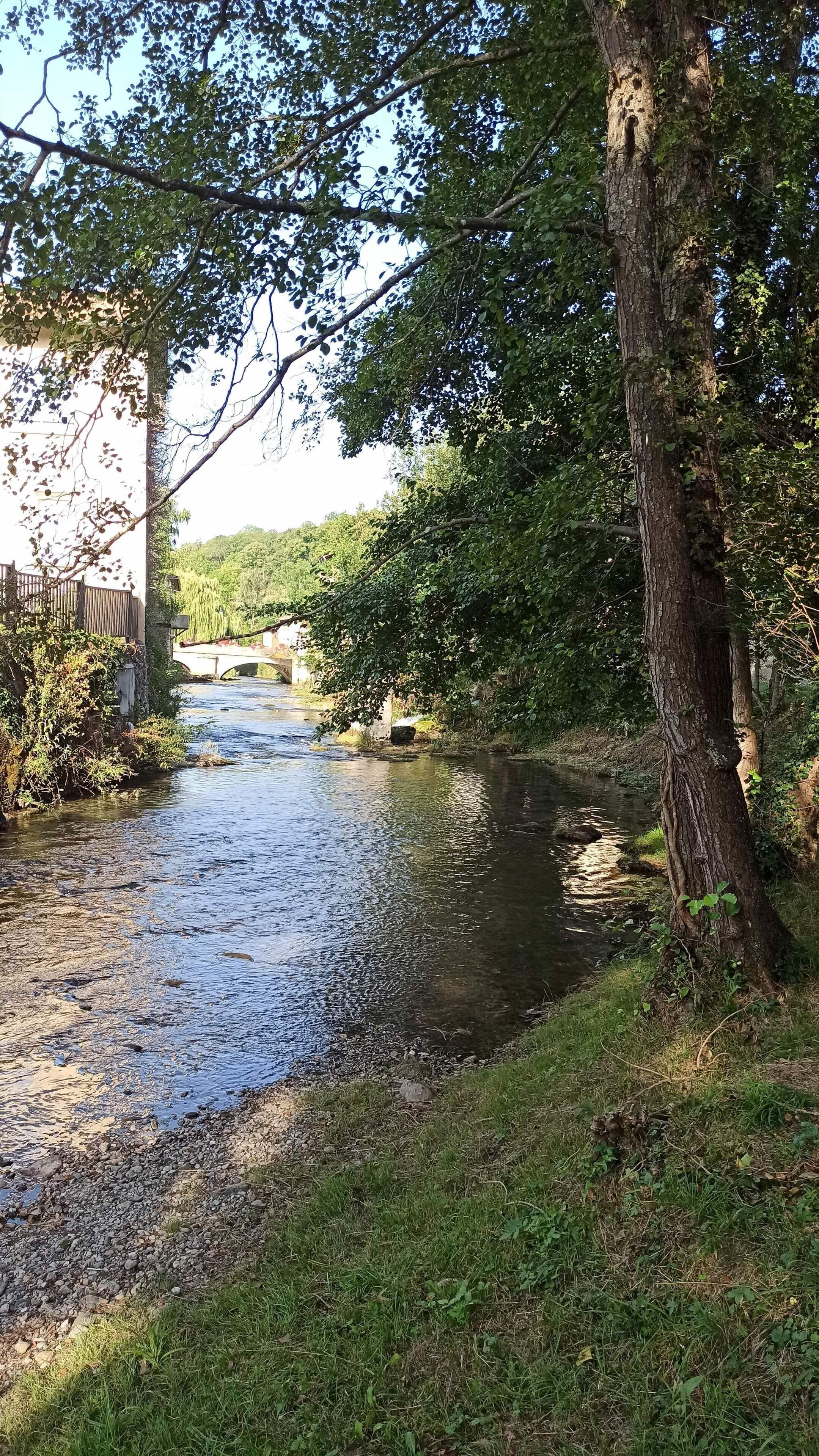 A river flowing through a wooded area with a bridge in the background.