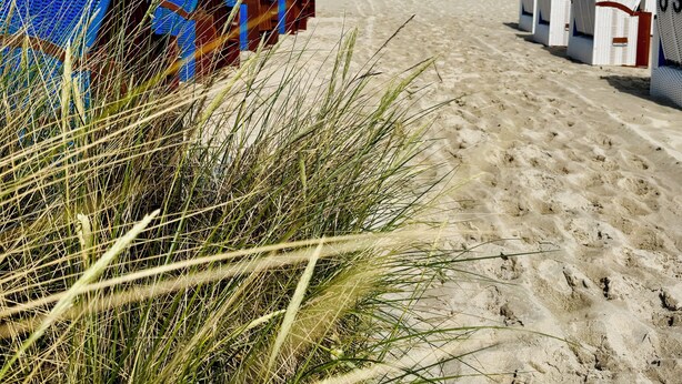 A beach with rows of numbered beach chairs and umbrellas, a pier in the background, and a clear blue sky. - Exclusive flat, front row, directly on the beach, 200m from the pier (Binz)