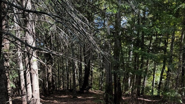 Une zone boisée avec un sentier de terre qui traverse les arbres. On y trouve une chaise en plastique blanche et une chaise en plastique noire sur le côté droit du sentier.