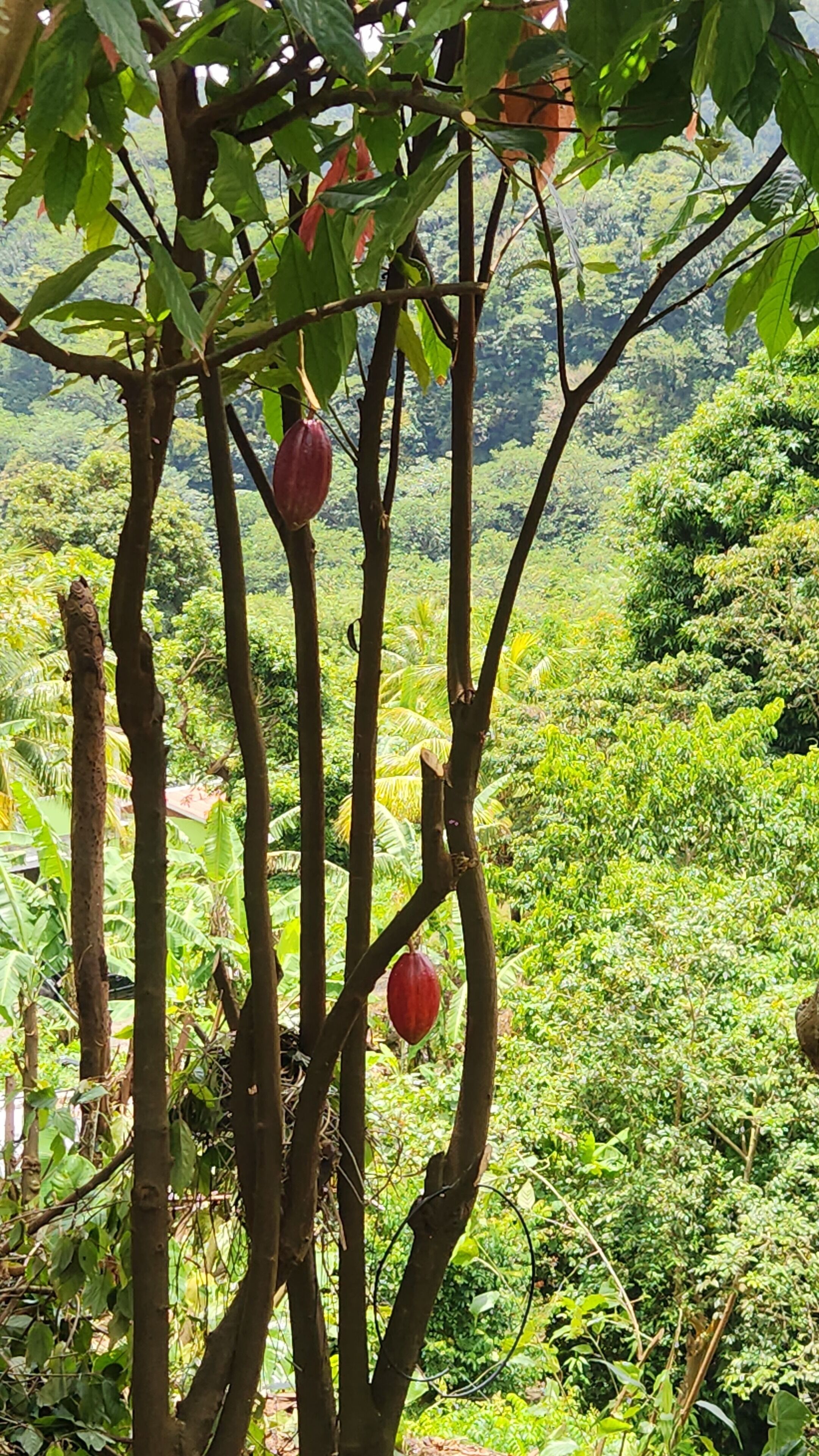 Un árbol con frutos rojos y follaje verde frondoso en un paisaje exuberante.