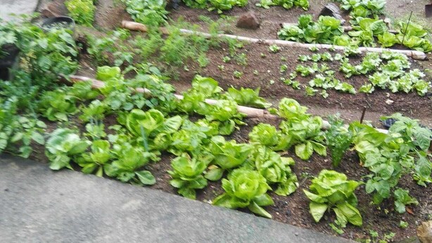 Un jardin avec différentes espèces de plantes et une structure en bois.