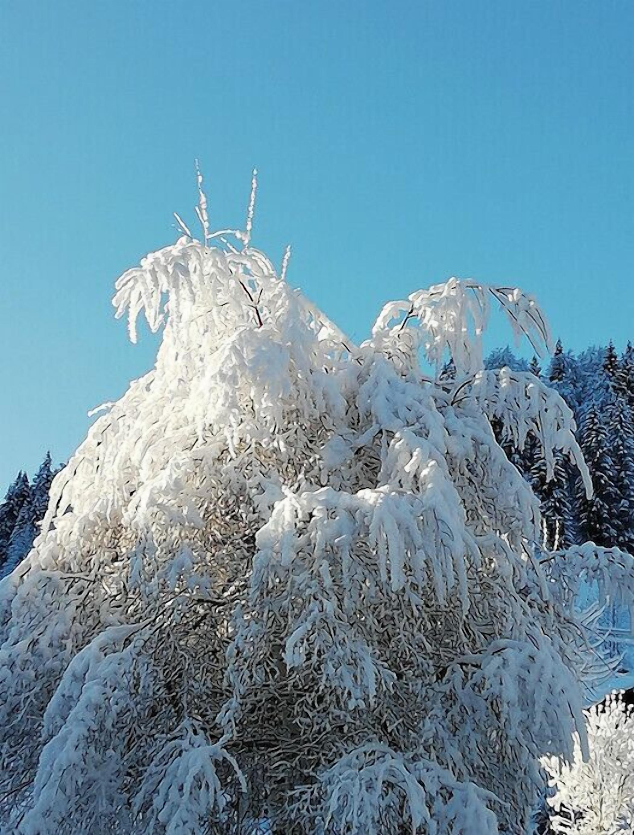 A snow-covered tree with icicles hanging from its branches.