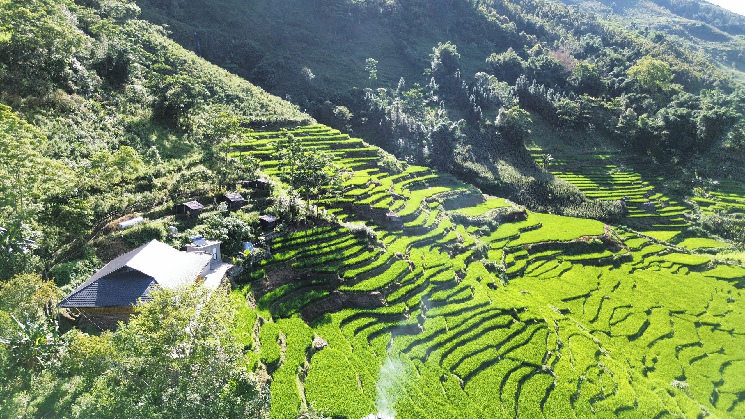 Campos de arroz en terrazas con un pequeño edificio rodeado de un bosque denso.