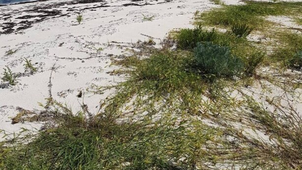 Een strand met wit zand, helder turquoise water en schaarse begroeiing.