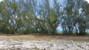 Een zandstrand met schaarse begroeiing en bomen op de achtergrond.
