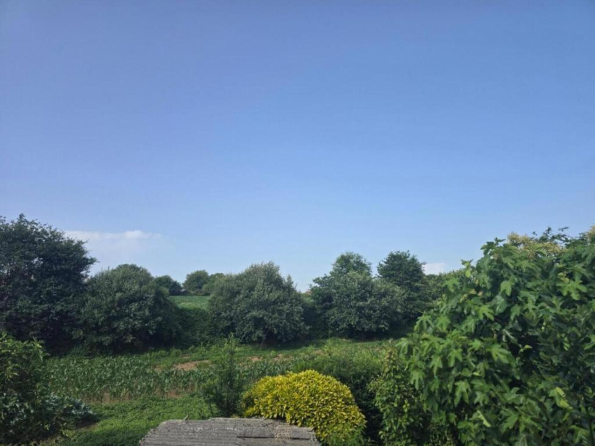 Un paisaje rural con un muro de piedra, vegetación densa y un cielo azul despejado.