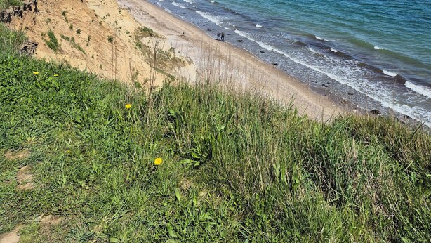 Un paysage côtier avec une plage de sable, des dunes herbeuses et l’océan.