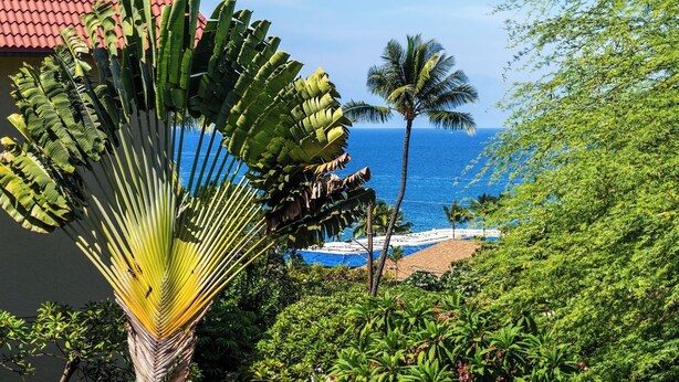 A tropical beach with a palm tree and lush greenery.