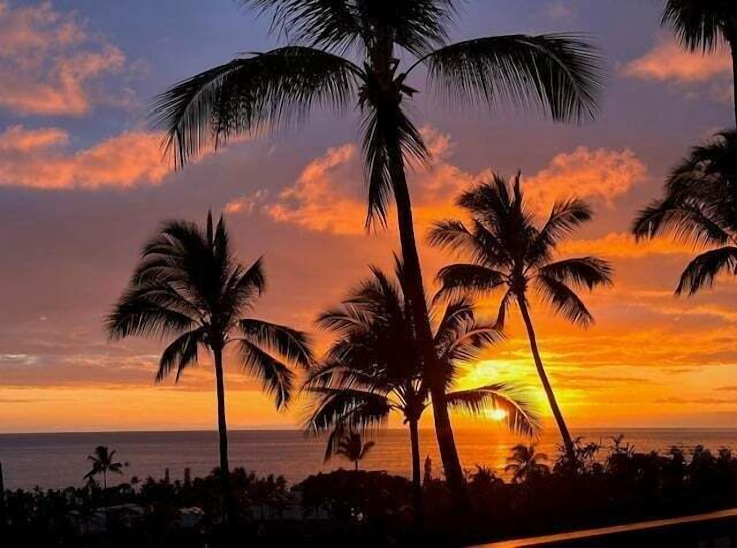 Une vue sur le coucher de soleil, avec des palmiers se découpant en silhouette sur le ciel.