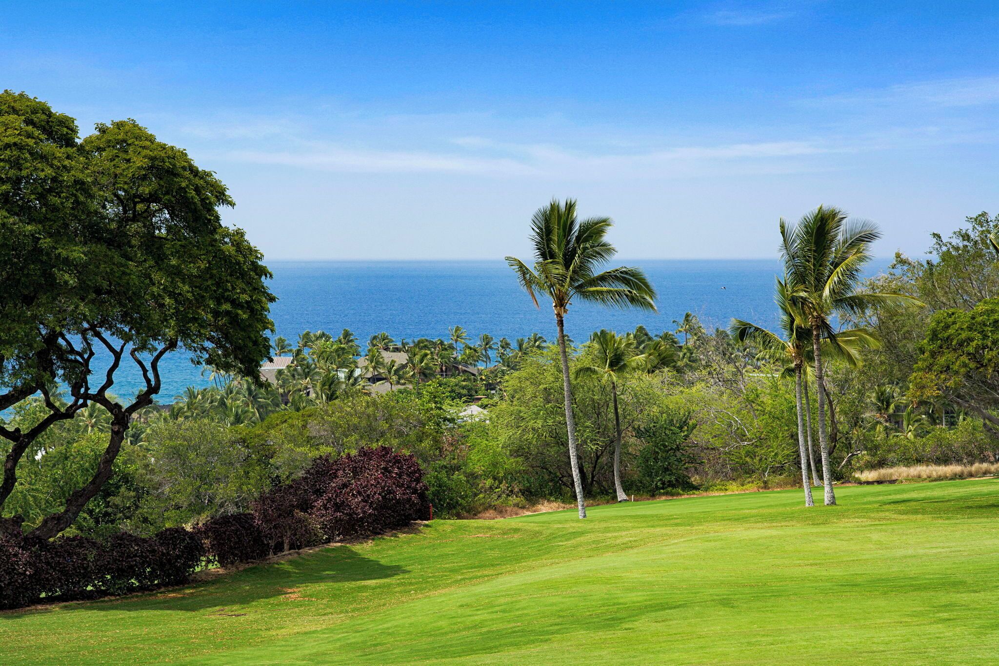Un campo de golf con vista al océano y palmeras.