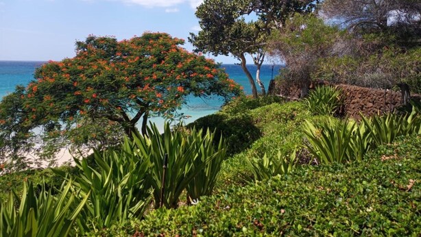 A coastal garden with a variety of plants and a tree with red flowers, overlooking the sea. - Ocean & Mountain Views - 2BR With Loft, 4 Beds - Relax in Luxury - Vrkcv (Kamuela)