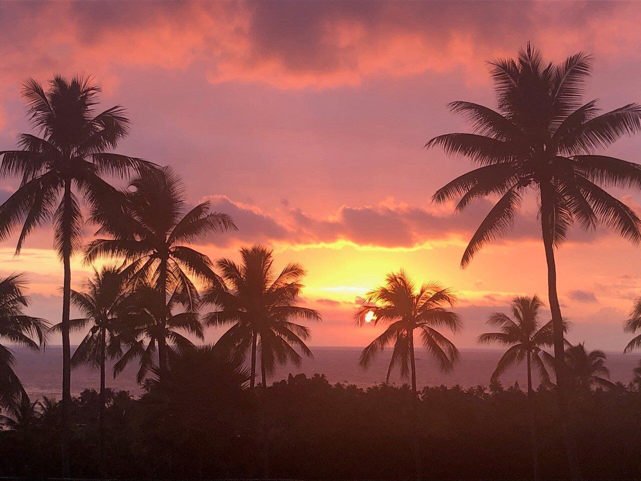 A sunset with palm trees silhouetted against a colorful sky.