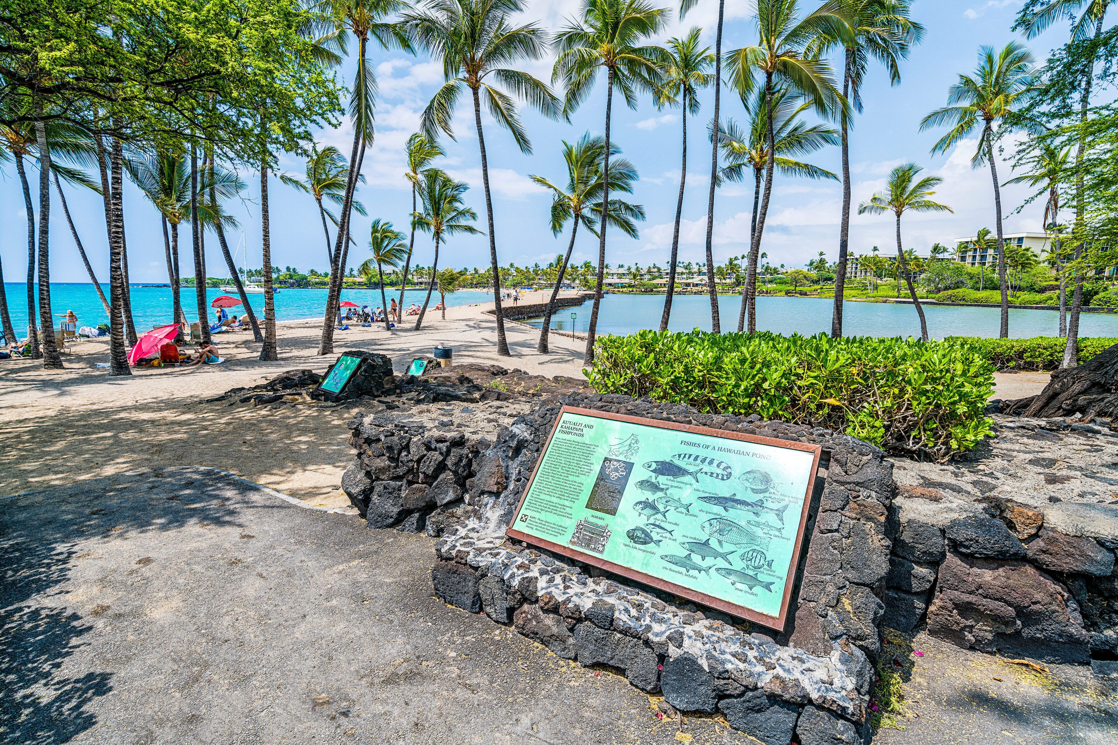 A beach with palm trees, a signboard, and a view of the ocean.