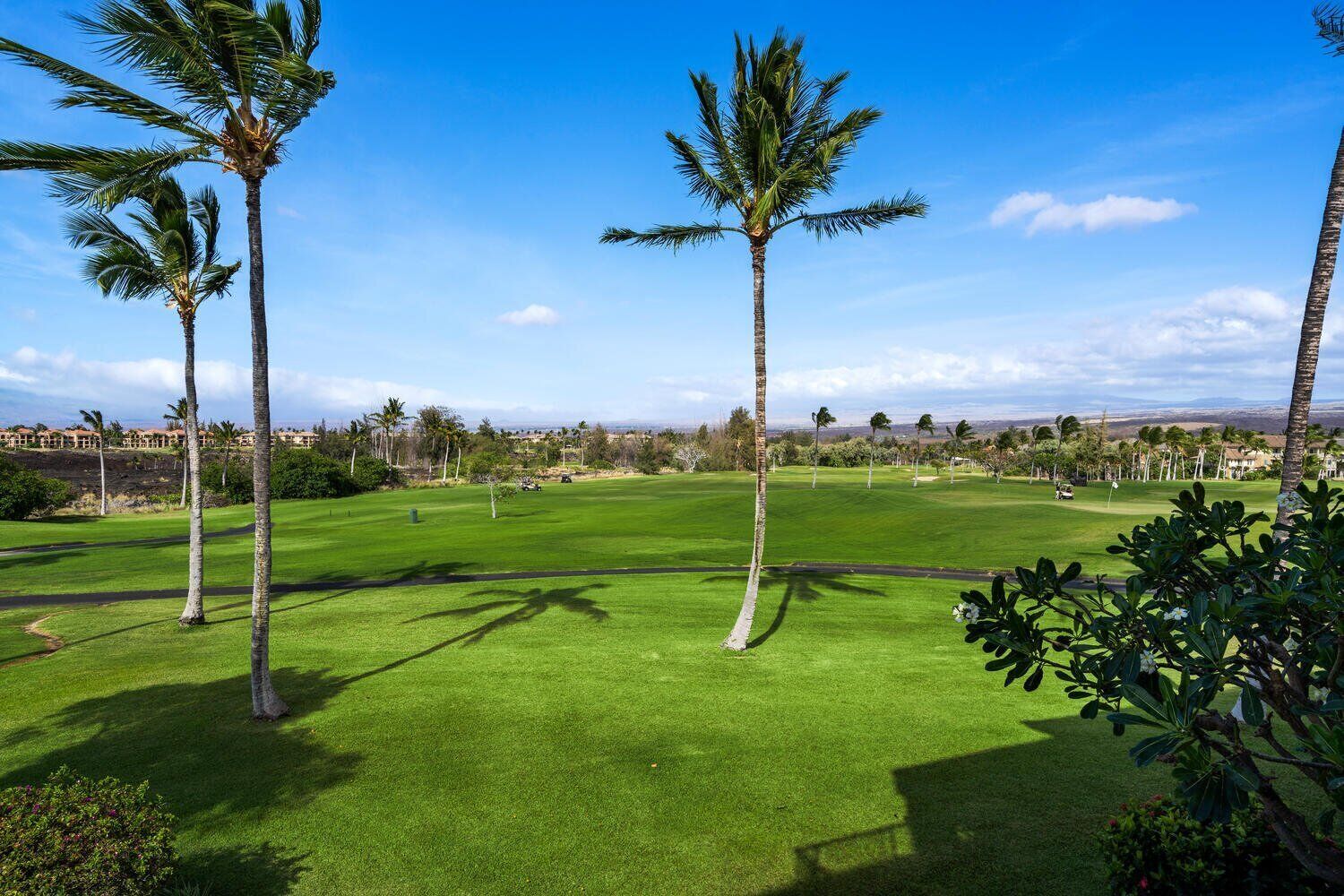 A golf course with palm trees, a clear sky, and distant buildings.