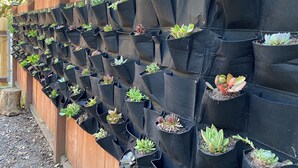 A wall of black fabric pots with succulents arranged in a grid pattern.