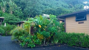A building with a beige exterior, surrounded by dense tropical vegetation, including banana trees and various shrubs. - Fare atihau vairao  (Taiarapu-Ouest)