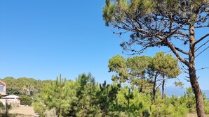 A dirt path leading through a pine forest with a building in the background.