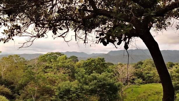 Paesaggio verde e rigoglioso con un albero in primo piano e una catena montuosa sullo sfondo.