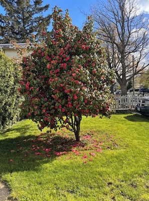 Overnattingsstedets uteområder