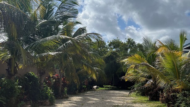 A gravel path flanked by palm trees and lush greenery, leading towards a building.