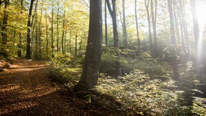 A forest path with sunlight filtering through the trees. - 4 Person Holiday Park Home in Rolfstorp (Rolfstorp)