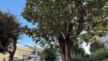 Vista del jardí